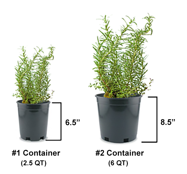 Variegated Japanese Silver Grass – Sand Creek Nursery