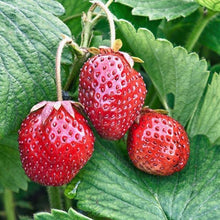 Load image into Gallery viewer, Fragaria x ananassa