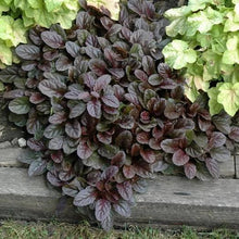 Load image into Gallery viewer, Ajuga reptans 'Mahogany'