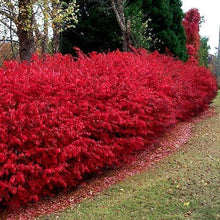 Load image into Gallery viewer, Euonymus alatus 'Compacta'