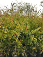 Load image into Gallery viewer, Thuja plicata x standishii 'Green Giant'
