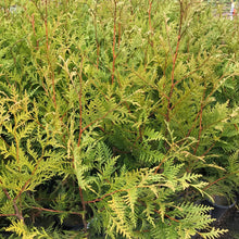 Load image into Gallery viewer, Thuja plicata x standishii 'Green Giant'