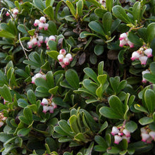 Load image into Gallery viewer, Arctostaphylos uva-ursi 'Emerald Carpet'