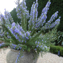 Load image into Gallery viewer, Rosmarinus officinalis 'Tuscan Blue'