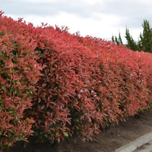 Load image into Gallery viewer, Photinia x fraseri