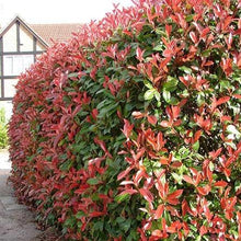 Load image into Gallery viewer, Photinia x fraseri