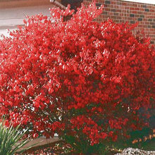 Load image into Gallery viewer, Dwarf Burning Bush