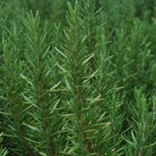 Load image into Gallery viewer, Rosmarinus officinalis 'Tuscan Blue'