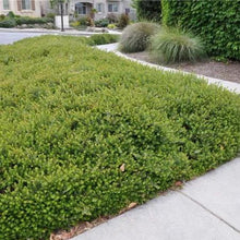 Load image into Gallery viewer, Arctostaphylos uva-ursi 'Emerald Carpet'