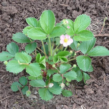 Load image into Gallery viewer, Ornamental Strawberry