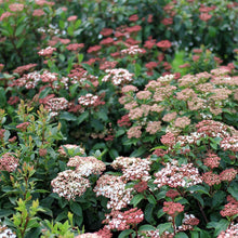 Load image into Gallery viewer, Viburnum tinus 'Spring Bouquet'