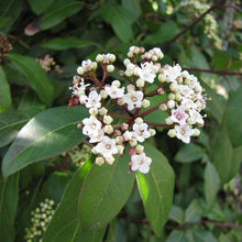 Load image into Gallery viewer, Viburnum 'Spring Bouquet'