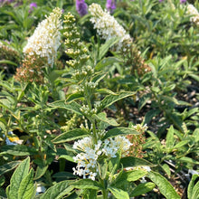 Load image into Gallery viewer, Pugster White® Butterfly Bush