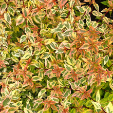 Load image into Gallery viewer, Abelia ‘Kaleidoscope’