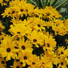 Load image into Gallery viewer, Willow Leaved Sunflower