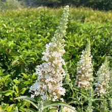 Load image into Gallery viewer, Buzz® Ivory Butterfly Bush