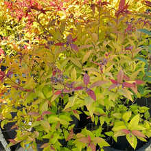 Load image into Gallery viewer, Spirea 'Gold Flame'