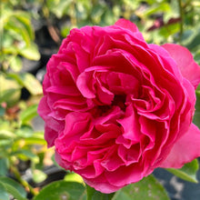 Load image into Gallery viewer, Pink Traviata® Rose