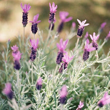 Load image into Gallery viewer, Spanish Lavender 'Silver Anouk'