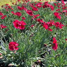 Load image into Gallery viewer, Dianthus 'Fire Star'