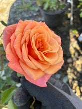 Load image into Gallery viewer, Sunbelt® Crazy Love™ Rose