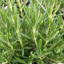 Load image into Gallery viewer, Huntington Carpet Rosemary