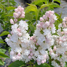 Load image into Gallery viewer, Beauty of Moscow Lilac