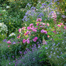 Load image into Gallery viewer, Gertrude Jekyll Rose (Bare Root)