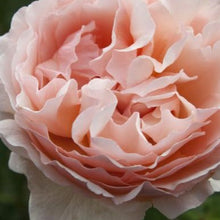 Load image into Gallery viewer, Princess Charlene de Monaco® Rose