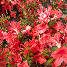 Load image into Gallery viewer, Fashion Azalea