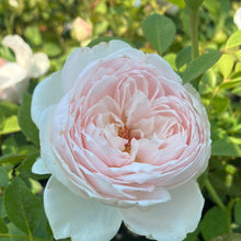 Load image into Gallery viewer, Earth Angel Parfuma® Rose