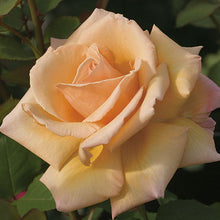 Load image into Gallery viewer, Over the Moon Rose