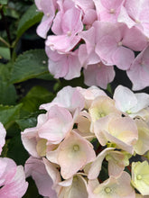 Load image into Gallery viewer, Hydrangea Onyx™ Flamingo