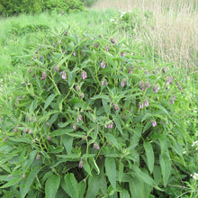 Load image into Gallery viewer, Comfrey