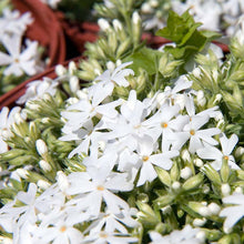 Load image into Gallery viewer, Snowflake Creeping Phlox