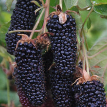 Load image into Gallery viewer, Columbia Giant Blackberry