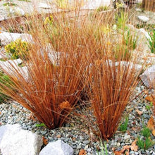 Load image into Gallery viewer, Leatherleaf Sedge 'Firefox'