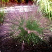 Load image into Gallery viewer, Fast Forward Muhly Grass