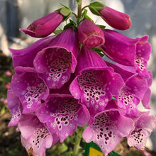 Load image into Gallery viewer, Foxglove 'Dalmatian Purple'
