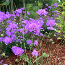 Load image into Gallery viewer, Butterfly Blue Pincushion Flower (Scabiosa)