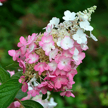 Load image into Gallery viewer, Pinky Winky® Hardy Hydrangea