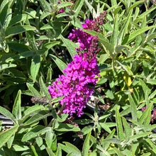 Load image into Gallery viewer, Butterfly Bush ‘Buzz Magenta’