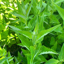 Load image into Gallery viewer, Blue Fortune Hyssop