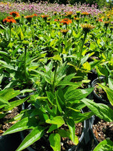 Load image into Gallery viewer, Sombrero® Hot Coral Echinacea