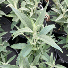 Load image into Gallery viewer, Butterfly Bush 'Buzz™ Sky Blue'
