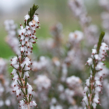 Load image into Gallery viewer, Mediterranean White Winter Heath