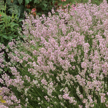 Load image into Gallery viewer, Lavender Rosea