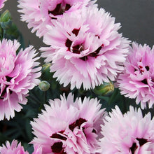 Load image into Gallery viewer, Dianthus Early Bird Fizzy