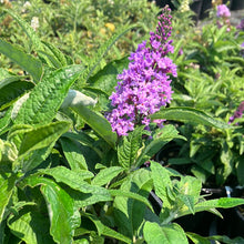 Load image into Gallery viewer, Pugster® Amethyst Butterfly Bush