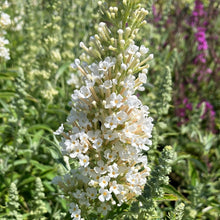 Load image into Gallery viewer, Buzz® Ivory Butterfly Bush